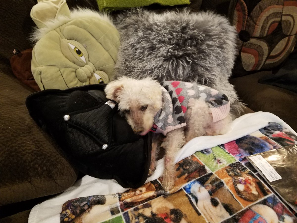 2HousePanthers's tweet photo. Day 31: Paw pillow
We have many pillows. None are shaped like paws. #DogsofTwitter #photochallenge2020March @Violet_theNewfy https://t.co/ldAwcNV54D