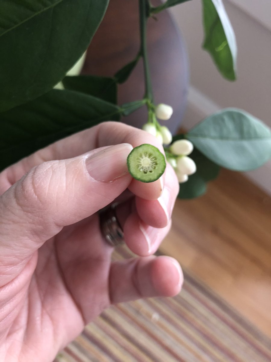 Well, if you were relying on me for citrus, I’ve failed you. About 20 oranges still clinging on for dear life. These tiny ones sure do smell like oranges but do not taste like them