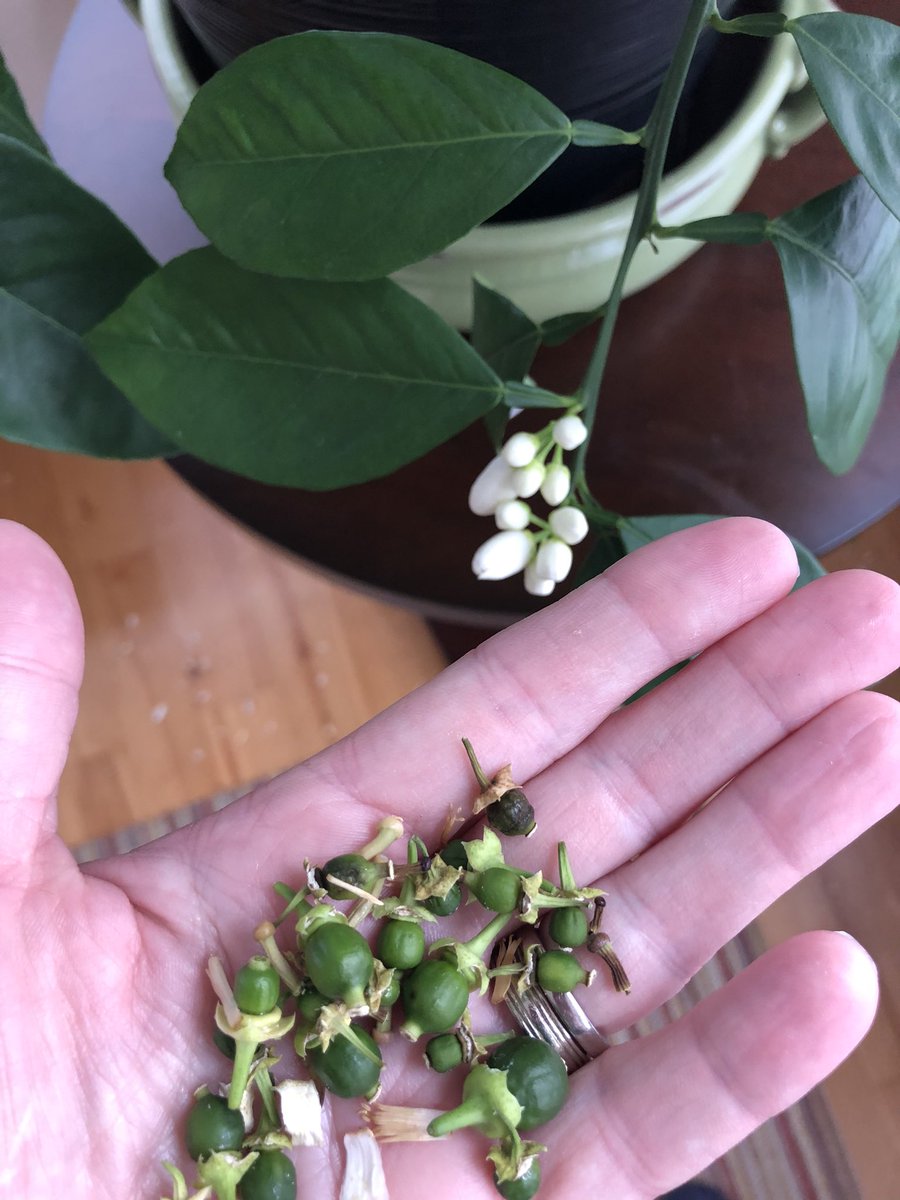 Well, if you were relying on me for citrus, I’ve failed you. About 20 oranges still clinging on for dear life. These tiny ones sure do smell like oranges but do not taste like them