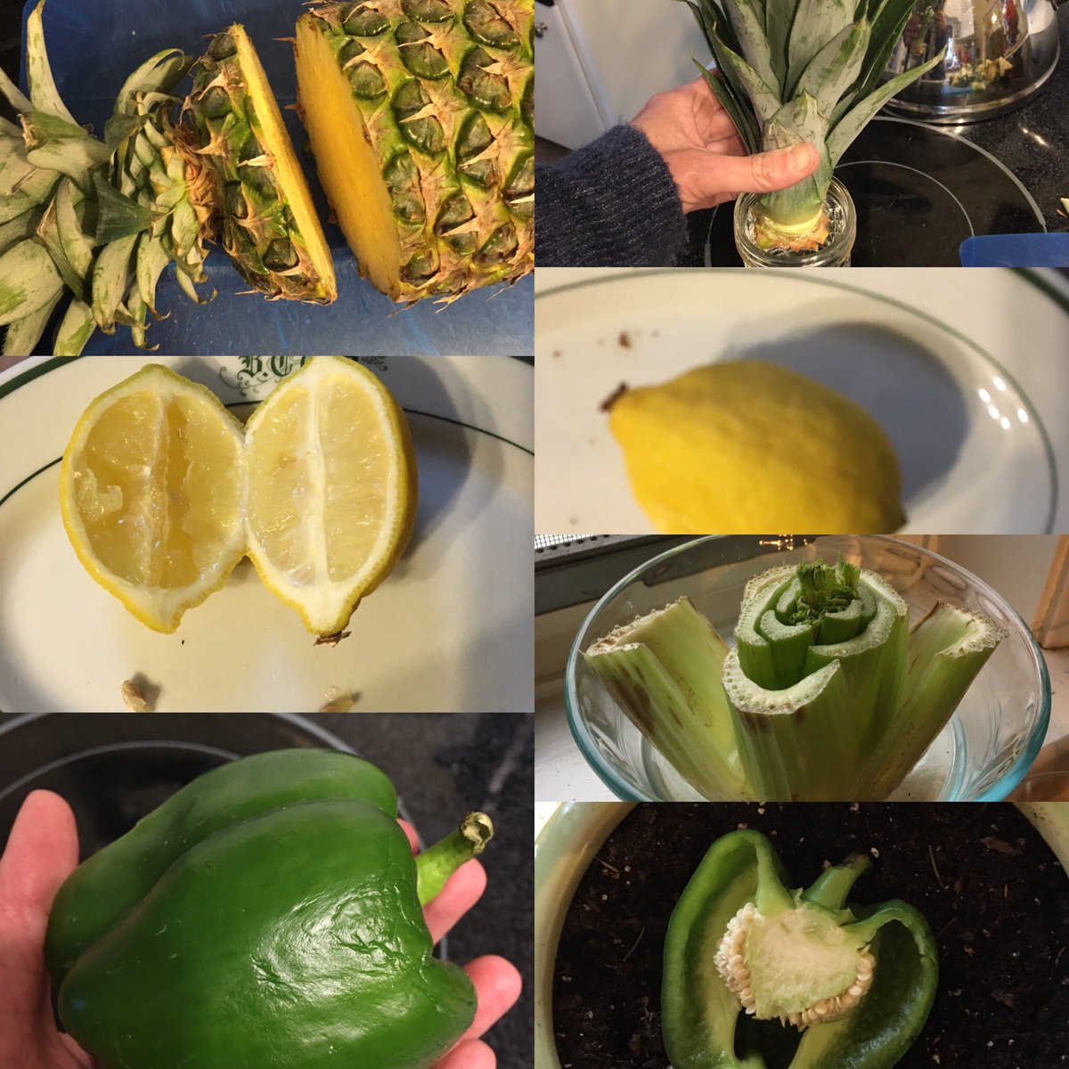 DAndrewsTeachK's tweet photo. Hi everyone. I thought I’d share The Andrews Family Science Project with you. We are researching how to grow vegetables. We found an article that discussed using vegetables that you buy from the grocery store. The parts that usually get thrown away or composted. @Bennett_TPS https://t.co/1XWBUImK21