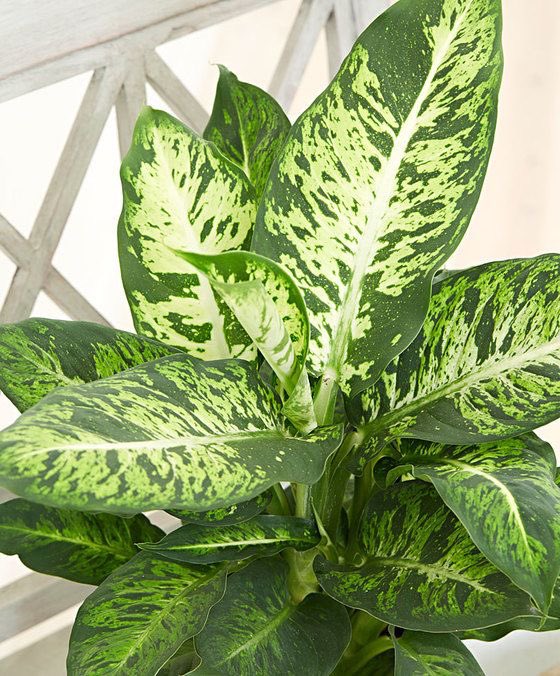 PlantShop_'s tweet photo. Plant preview; arrivals this week..... Home delivery Thursday &amp; Friday. https://t.co/GBw3H3Lew0 https://t.co/t4aZqESbn7