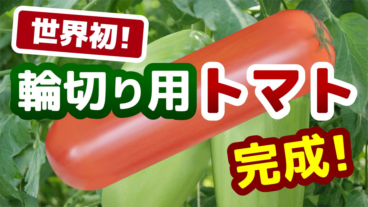 畑のvtuber陽菜 Farmer Hina 千苅農場 世界初 輪切り用トマトのご紹介 千苅農場ではこのたび 世界初となる輪切り用トマトの開発に成功いたしました 料理の新たな可能性を切り開く 画期的な製品 誰でも簡単に 同じ大きさの 輪切りトマトを作る