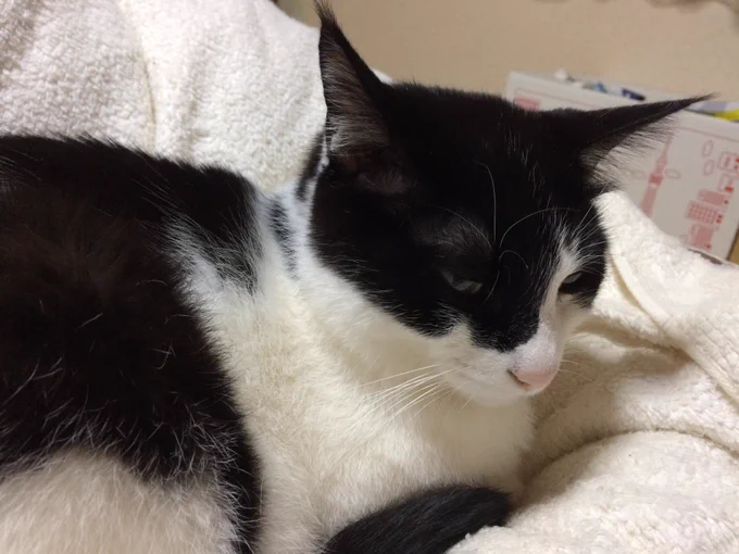 うちのWalter  >RT 