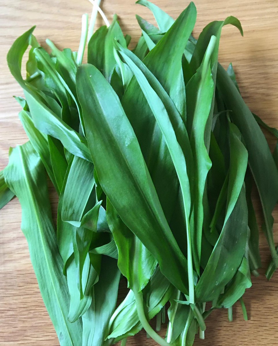 illustrator_eye's tweet photo. Early morning, #roath lake and a pocket full of wild garlic. Small pleasures during #lockdown #SocialDistancing #onerunaday https://t.co/00XYAYEUn3