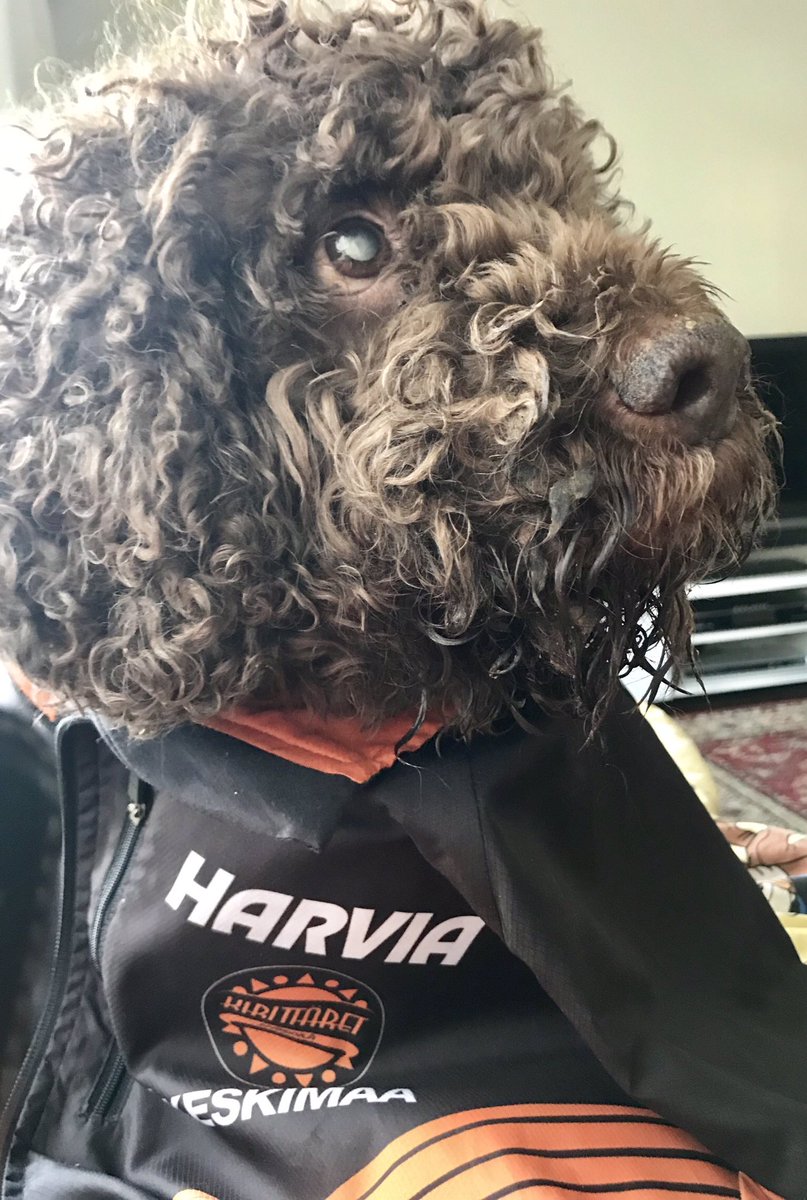 NalleViljanen's tweet photo. Meilläkin tunnustetaan väriä! @Kirittaret #ruffe #lagotto #lagottoromagnolo #seurapaitapäiväkotona #seurapaitapäivä #pesis https://t.co/4tIwFDruFP