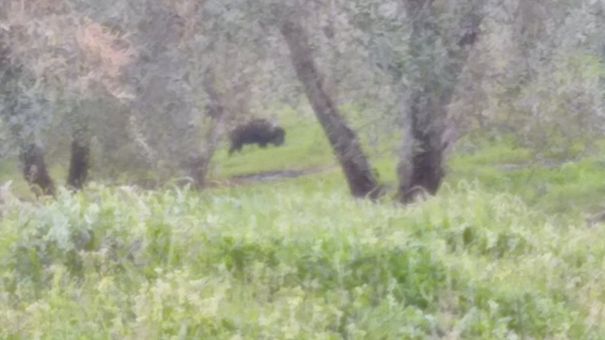 PoggioMonte's tweet photo. #wildboar not for hunting in this dream world, that are becoming much more confident now there's no one about. #natureatitsbest #evoreyrest https://t.co/5WGNWYZBxf