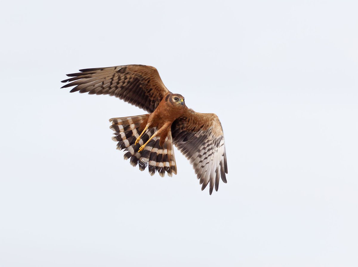 GPCbirding's tweet photo. if you like Montagu's Harriers a few posts on the blog https://t.co/DsnsBBnJ70 https://t.co/VvpriXVtEL