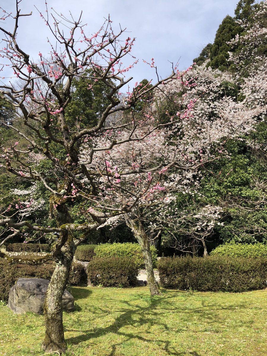 「中村記念美術館。今日はお天気が良くて庭の散策が気持ちよかったの。桜も咲いていたよ」|波津彬子のイラスト