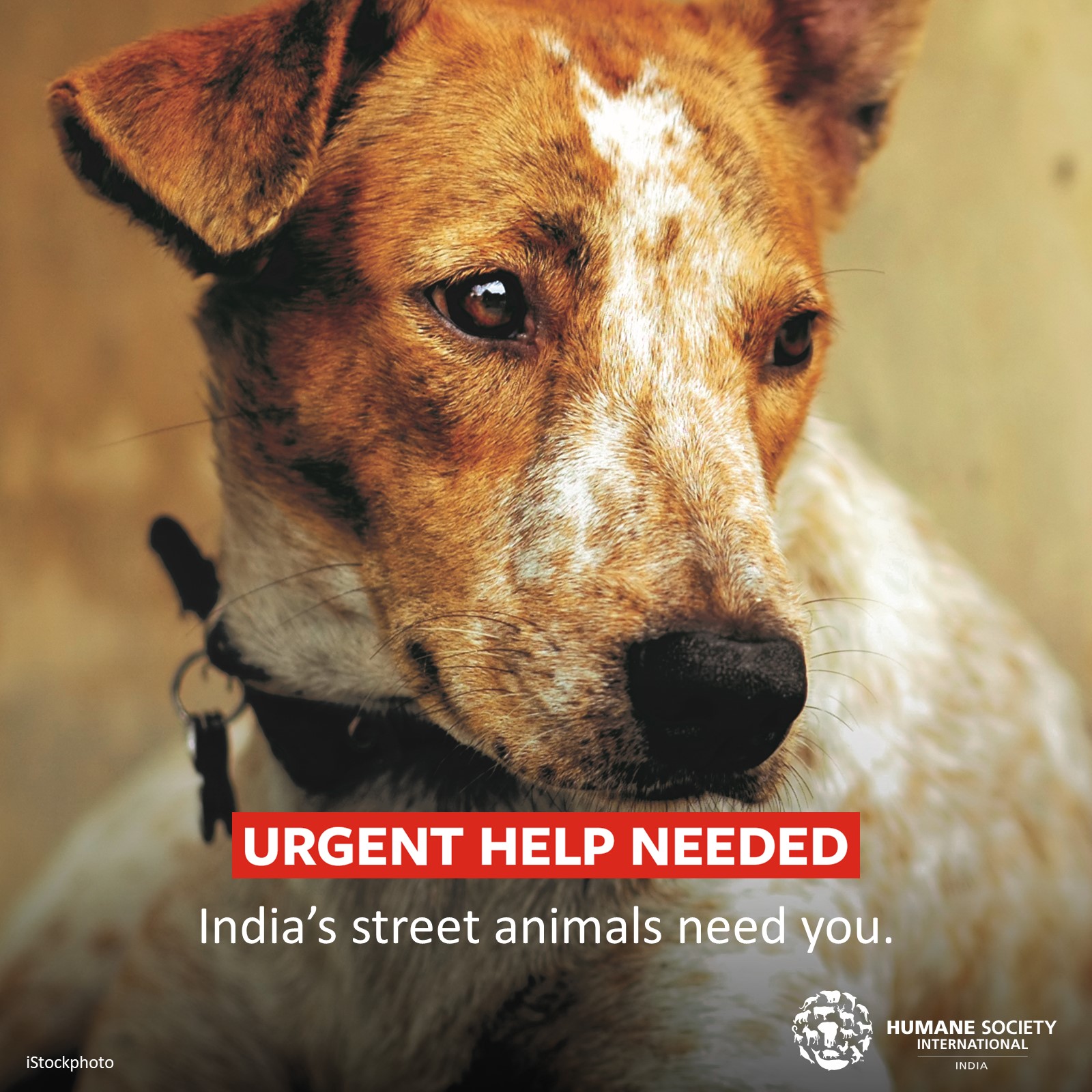HSI/India on Twitter: HSI/India on Twitter: