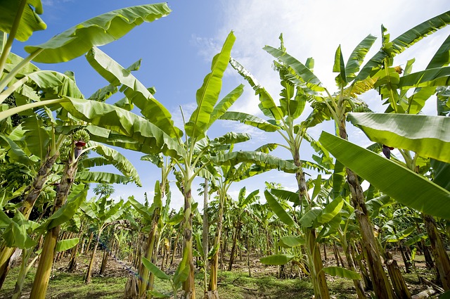 Les producteurs de banane africains font face au Covid-19 Willagri - Comprendre les enjeux de l'agriculture - willagri.com/2020/03/31/les…
#planteur #Bananes #Afrique #covid19