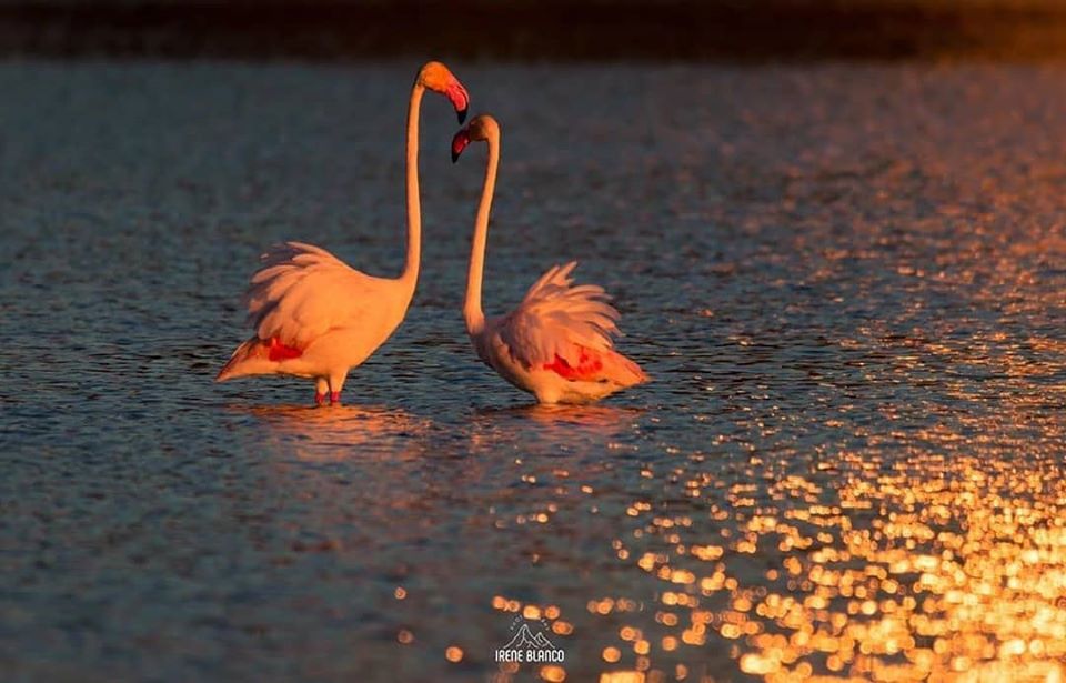 TurismoCalp's tweet photo. Ellos también nos esperan. Cuídate para volver.
📸 Irene Blanco
#Calpe #Calp #CostaBlanca #salinas #flamencos #quédateencasa #stayathome #flamingos #birdwatching https://t.co/VQNG1S90tZ