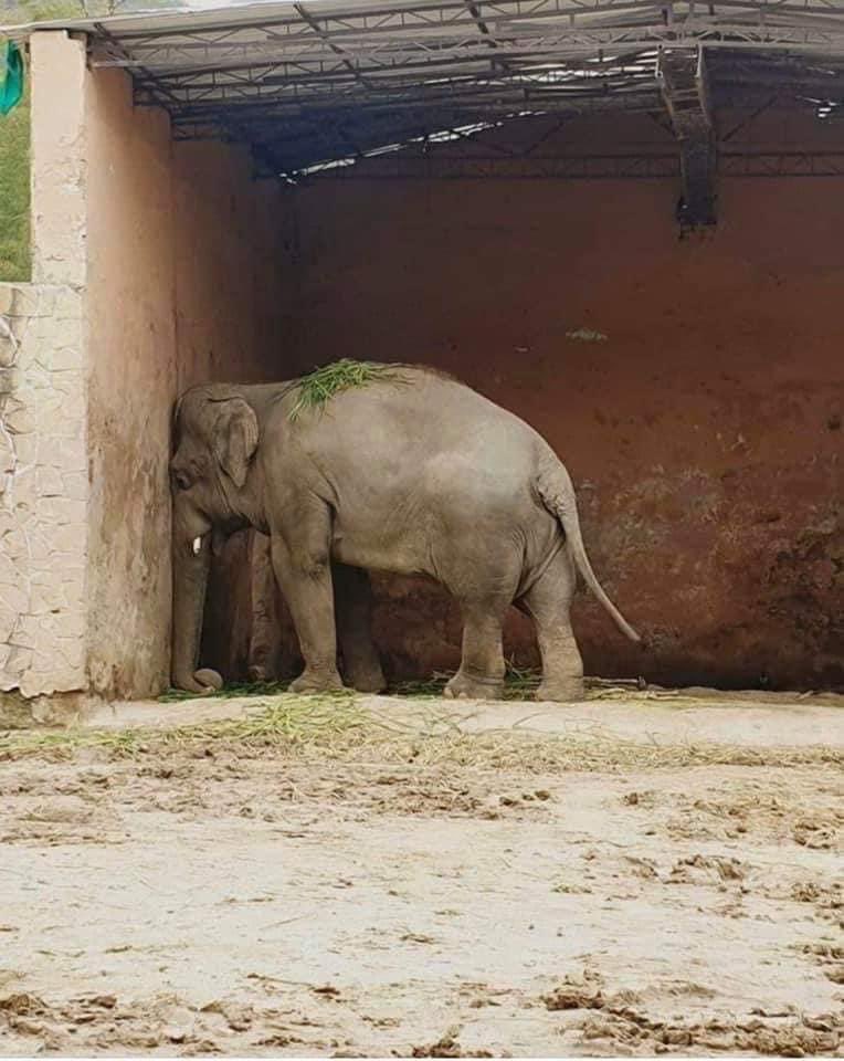 XposeTrophyHunt's tweet image. So let’s understand. 
We hate to do for a few weeks, what we force others to do for a lifetime...😔💔