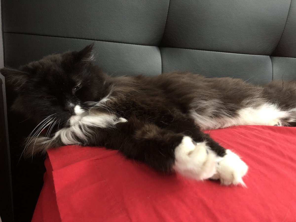 Pillow or cat bed? #workingfromhome
