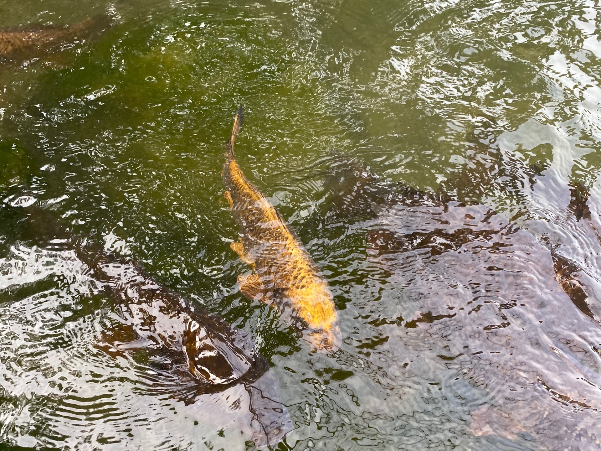 ふらっと金沢 兼六園の霞ヶ池に人面魚 人面魚ブーム来ないかな 金沢 兼六園 人面魚 T Co Cq12zoehou Twitter