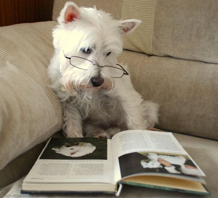 CaninaManual's tweet photo. https://t.co/z9tmA1C197
 Aquí os dejamos el link para que os descarguéis GRATIS en formato digital con Kindle el libro Educación Canina: Manual Doméstico. Esperamos que se haga más ameno el confinamiento en casa y que aprendáis más sobre como educar a nuestros peludos. https://t.co/18o8hPYYSW
