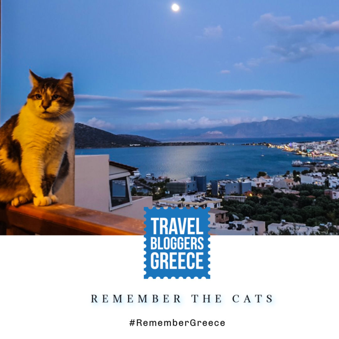 travelbloggersG's tweet photo. REMEMBER THE CATS😻
We're pretty sure that many of you found these wonderful animals quite amusing during your travels around #Greece  🇬🇷 #RememberGreece #travelbloggersgreece https://t.co/Yu3E7H7wq9