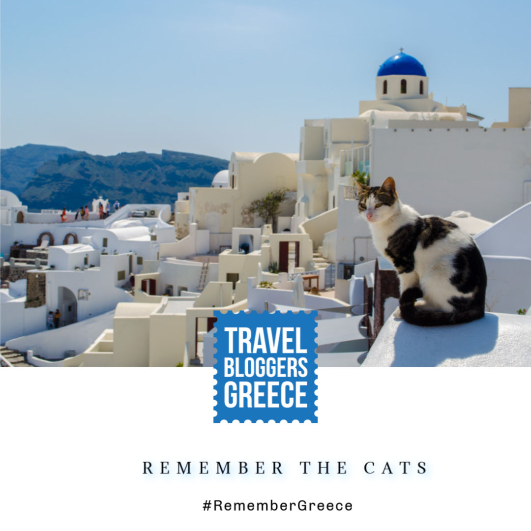 travelbloggersG's tweet photo. REMEMBER THE CATS😻
We're pretty sure that many of you found these wonderful animals quite amusing during your travels around #Greece  🇬🇷 #RememberGreece #travelbloggersgreece https://t.co/Yu3E7H7wq9