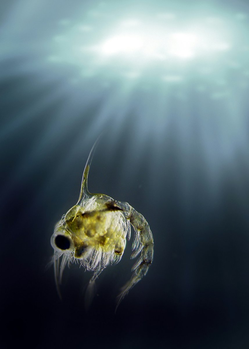 thembauk's tweet photo. Good morning! It’s day two of our @CPRSurvey #MBAtakeover - find out why CPR data are so important in detecting change in our oceans and learn about some of the key research that has been carried out over the years using this resource #CPRSurvey https://t.co/mnM2WuXJL4