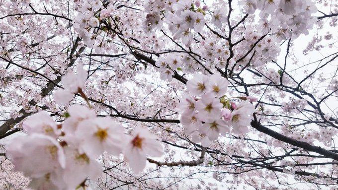 Twitterのコスプレ画像8