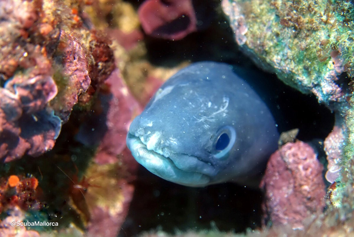 scubamallorca's tweet photo. Buenos dias! 

#scubamallorca #scuba #mallorca #diving #scubadiving #pollensa #scubajunkies #scubajunkie #trydiving #scubagram #divebase #uwpictures #uwphotos #divinginmallorca #mallorcadiving #show_us_nature #uwcreatures #uwwildlife #uwpics #picoftheday  #uwlife #PADIdivers https://t.co/jnwdcCNUlD