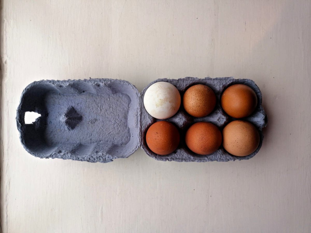 We are delivering free 'ready meals' to frontline NHS workers &amp; elderly who live locally to here on Fri. If you are nearby &amp; have hens in mega egg-laying mode with some to spare, we would love to include 1/2 dozen with each delivery. Get in touch to donate #bromyard #tenbury #Egg