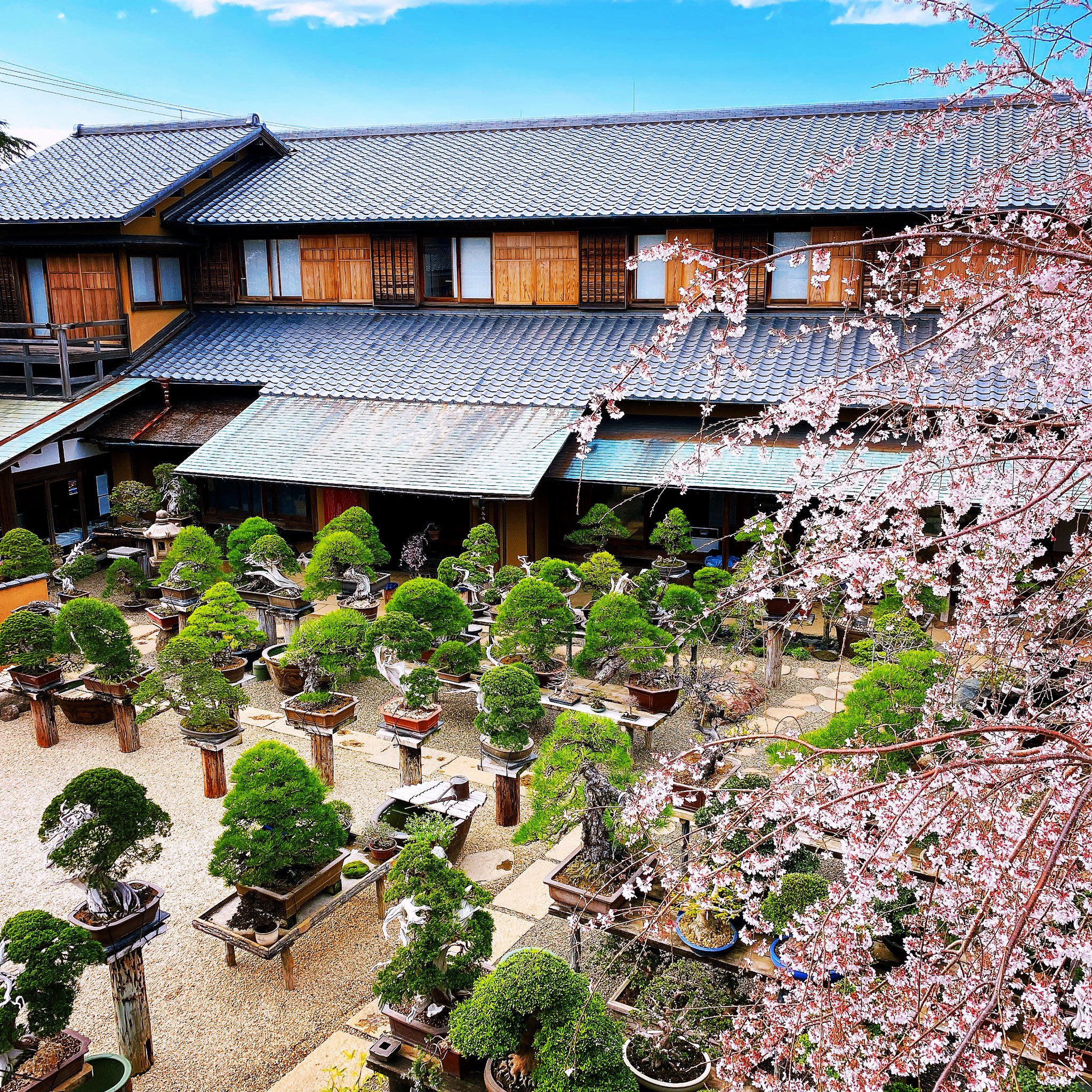 せきぐちあいみ Aimisekiguchi Eth 江戸川区にある盆栽美術館の春花園 長い年月と人の手で育まれた生きた芸術品を間近で鑑賞する事が出来ます 一鉢ごとに壮大な宇宙が広がるようで毎度圧倒されます コロナが落ち着いたら是非おすすめしたい 盆栽