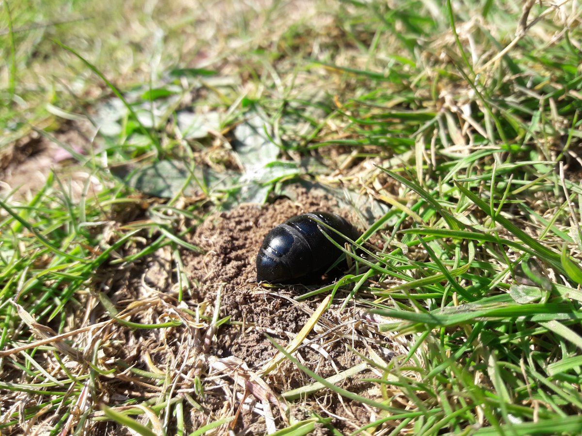 Game of hide and seek? Not quite - this female oil beetle, spotted at Pepperbox Hill, is digging a burrow to lay her eggs into.

Once they hatch, the larvae catch a ride on solitary bees back to their nests where they eat the food meant for the bees' young!
