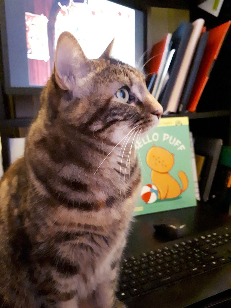 Chattycatbooks's tweet photo. En pleine réflexion... #chatonconfiné #teletravail https://t.co/DHtdhuZJAM