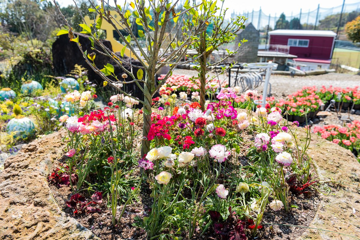 公式 農園ガーデン空 鹿児島県阿久根市 春のガーデン オープンしております 農園ガーデン空 ガーデン 阿久根 Garden Flower Spring