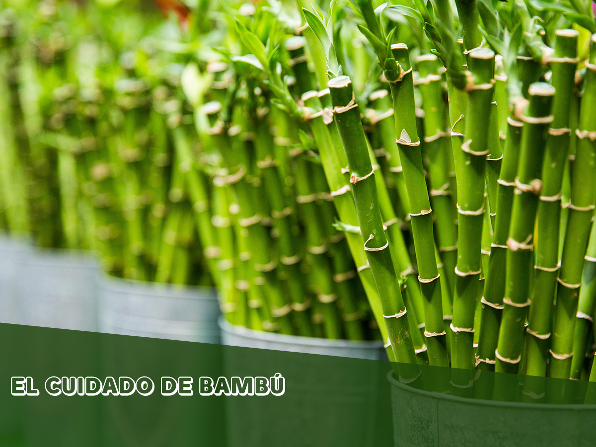 El bambú es una de las plantas más populares y de fácil cultivo.🎋 ¿Sabes cuál es el más común o como cultivarlo? Te dejamos algunos consejos para que tu bambú crezca sano y vigoroso. 🙌
bit.ly/2vwvUOy

#MaquinariadeJardineria #Jardín #Bambu #Artículo