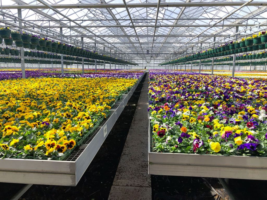 HTA presents its case to save horticulture - “The horticultural sector could be wiped out by the UK Coronavirus shut down in just weeks” claims the HTA.  The case has been highlighted by the BBC Today. ow.ly/bWX850z0GJB #gardenforumheadlines #gardencentres