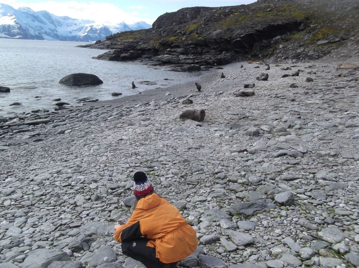 ogu_bristol's tweet photo. One of our @BristolChem PhD students @Becky_Science has just finished fieldwork at @BAS_News’s #SignyIsland base in #Antarctica. Here she is collecting beach samples for #microplastics analysis, with a fur seal audience! https://t.co/TcPCTKwgvL