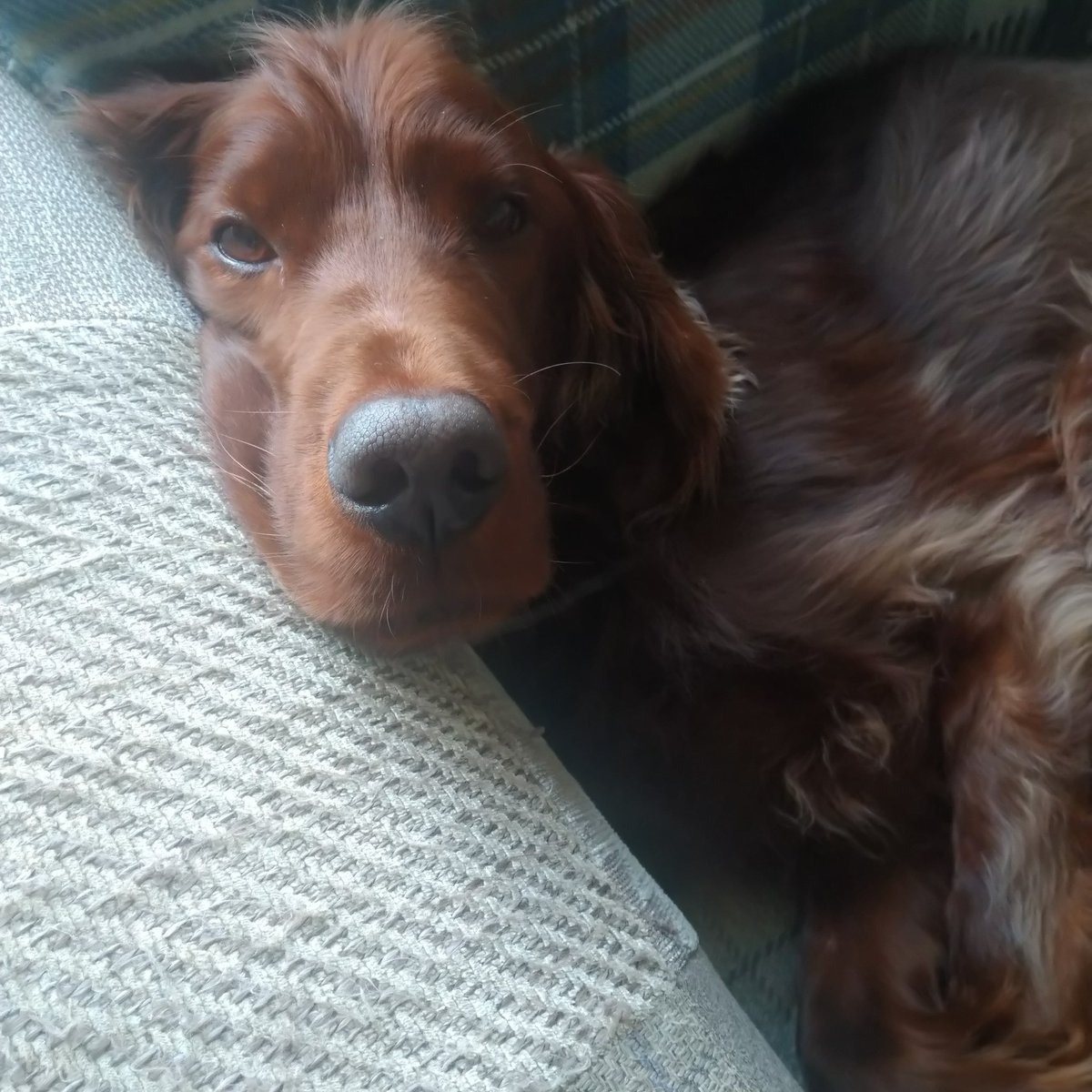 Had an early morning today so having a little rest in my chair 😊
#redsetter #irishsetter #dogs #tuesday #40winks