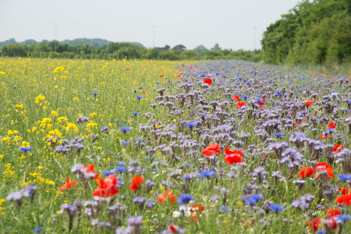 In two days time we will be hosting an online meeting with <a href="/Kingscrops/">Kings</a> to discuss a range of topics including what to do with bare land, EFAs and agri-environment. Please come armed with a sandwich and your questions! Register here: syngenta.co.uk/meeting/syngen…