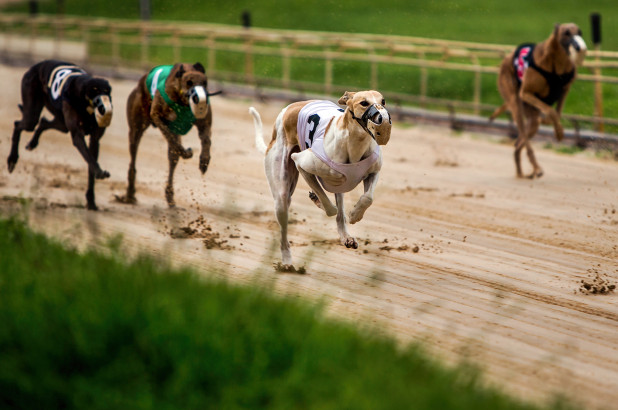 Door de uitbaak van het coronavirus moeten races met greyhounds in Florida geannuleerd worden. Dit houdt in dat veel greyhounds vervroegd met pensioen gaan. Met een beetje geluk zijn dit de allerlaatste races in Florida want vanaf 2021 zijn ze verboden. nypost.com/2020/03/26/flo…