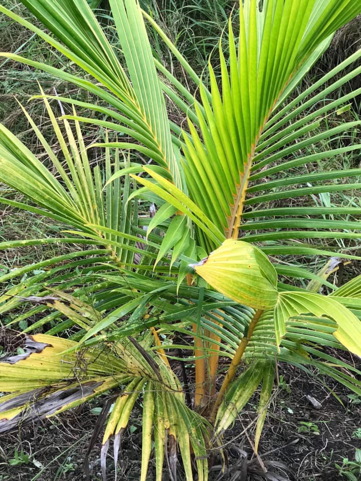 AwdiAddu's tweet image. Alhamdhulilaahi ❤️our coconut plants are growing it’s 29 months old