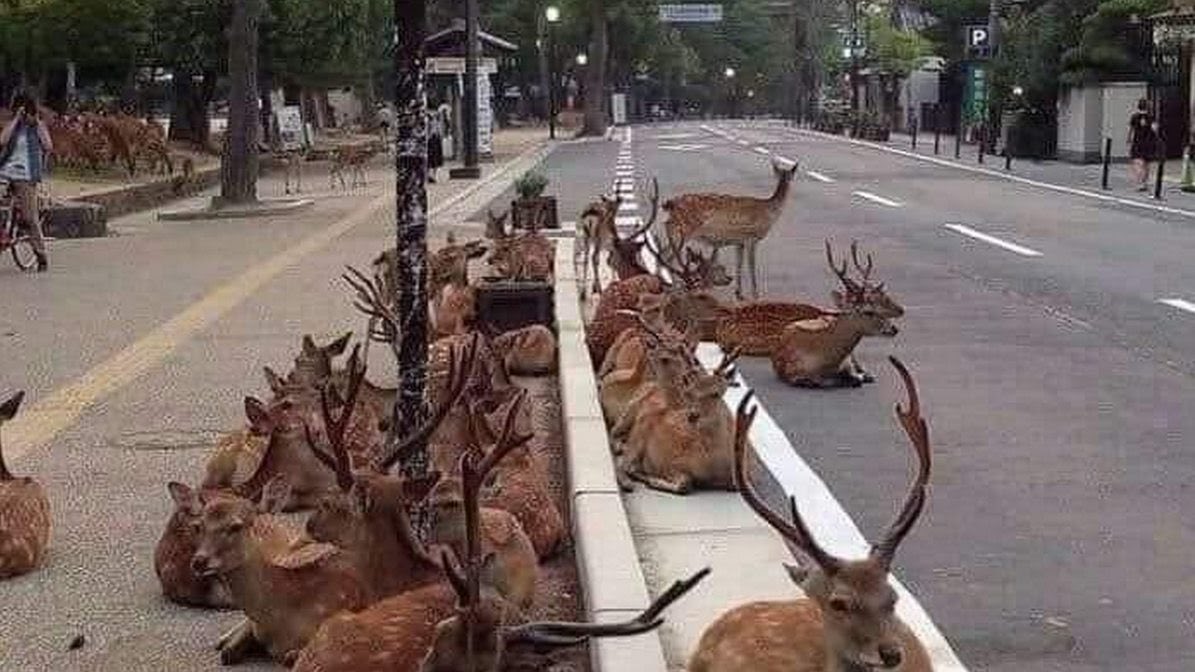 AurelBoriciBT's tweet photo. 😊😊😊Deers, raccoons, turkeys and other creatures have made their way into urban settings they might normally avoid #coronavirus #SilverLining #COVID19 https://t.co/xmnq311cgb