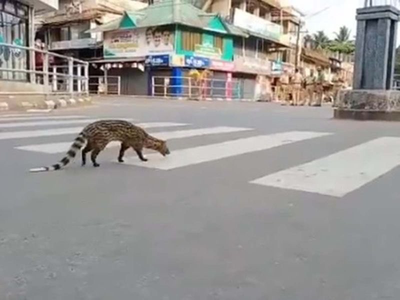 AurelBoriciBT's tweet photo. 😊😊😊Deers, raccoons, turkeys and other creatures have made their way into urban settings they might normally avoid #coronavirus #SilverLining #COVID19 https://t.co/xmnq311cgb