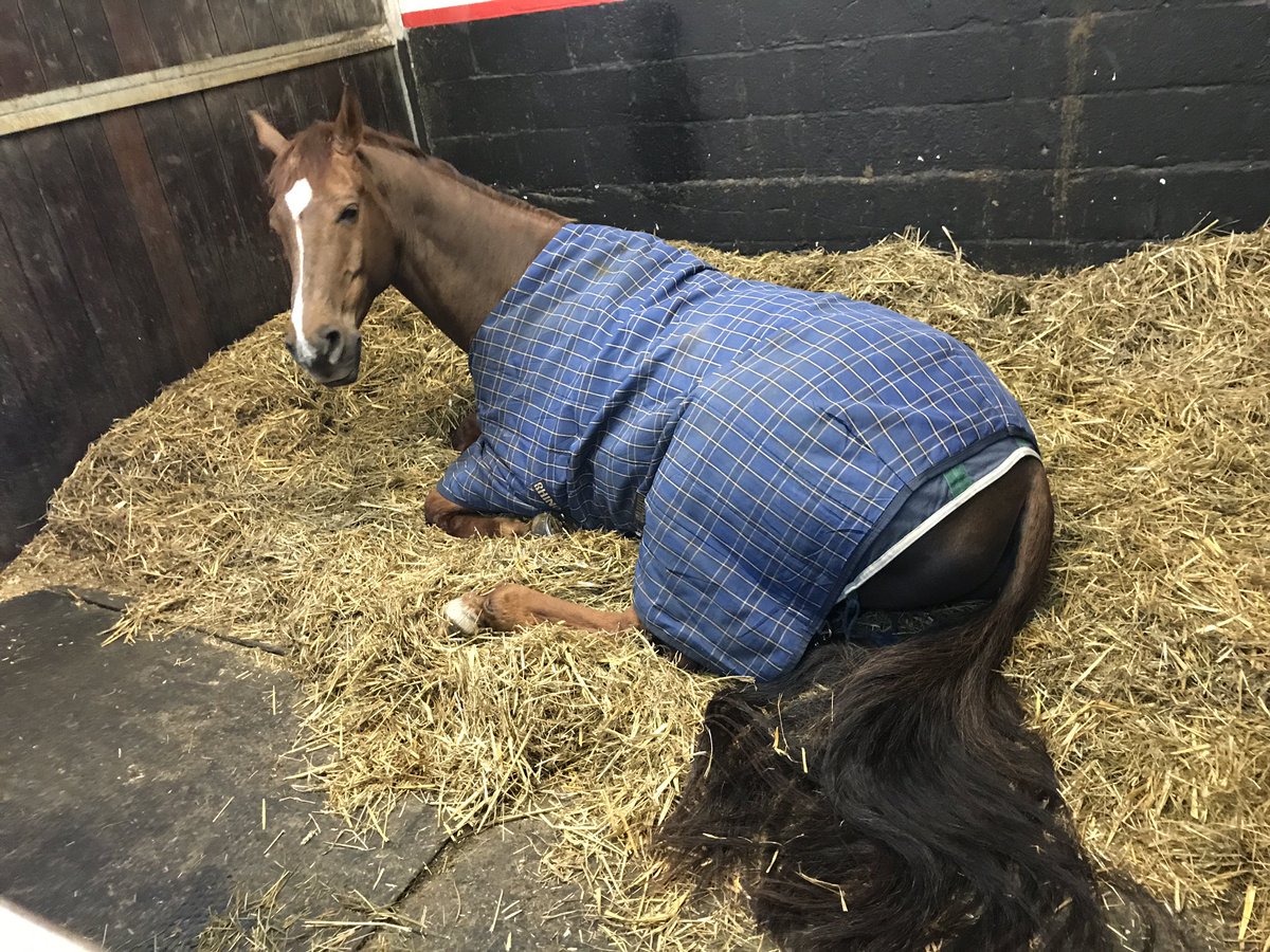 Snooze time at the yard today.