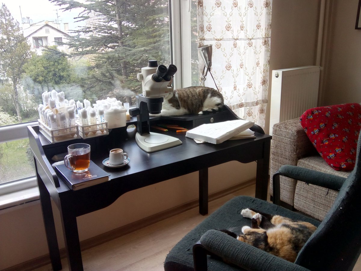 munireozlem's tweet photo. #FlyPushing at home #StayHome #EvdeKal https://t.co/ROUeDl5Owz