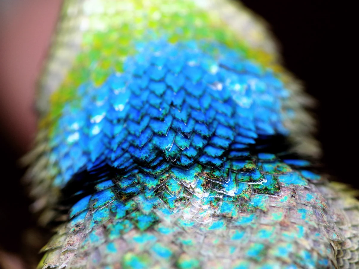 まるで宝石を散りばめたよう･･･！美しい鱗を持つ「マラカイトハリトカゲ」