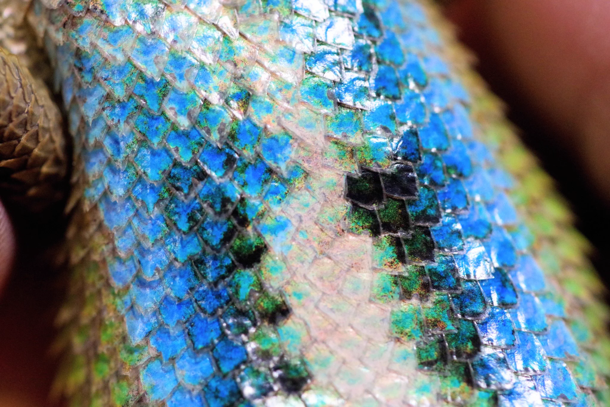 まるで宝石を散りばめたよう･･･！美しい鱗を持つ「マラカイトハリトカゲ」