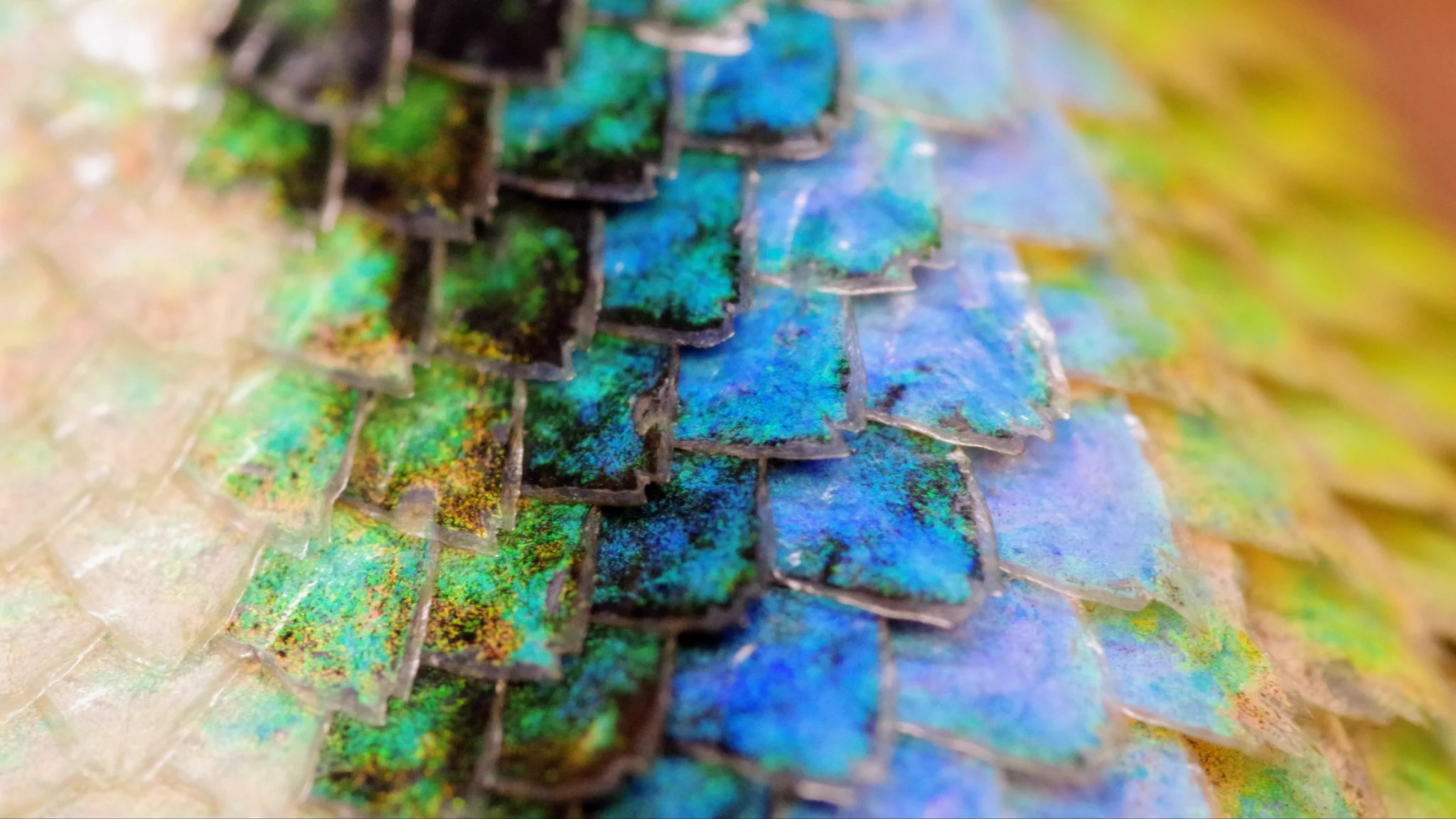 まるで宝石を散りばめたよう･･･！美しい鱗を持つ「マラカイトハリトカゲ」