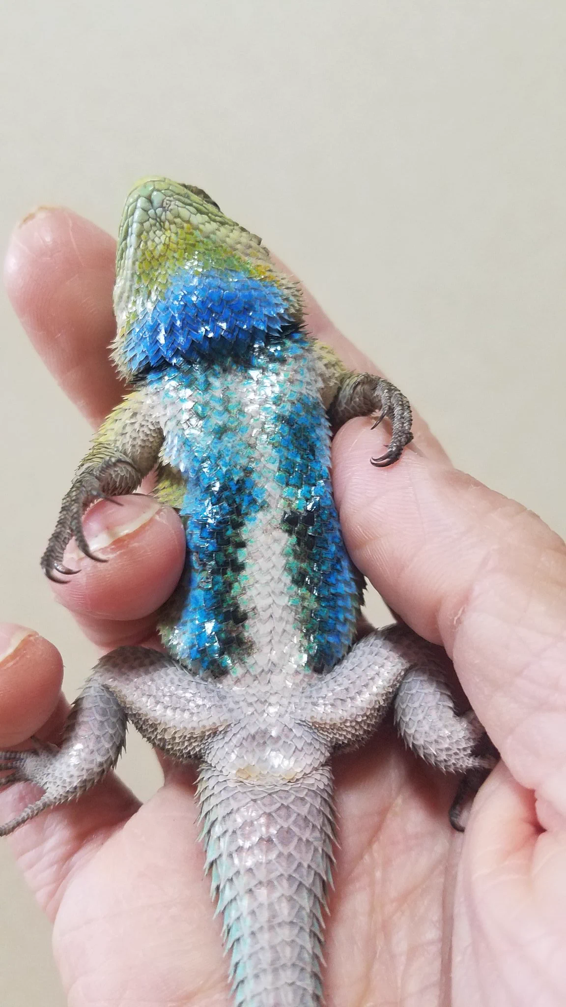 まるで宝石を散りばめたよう･･･！美しい鱗を持つ「マラカイトハリトカゲ」