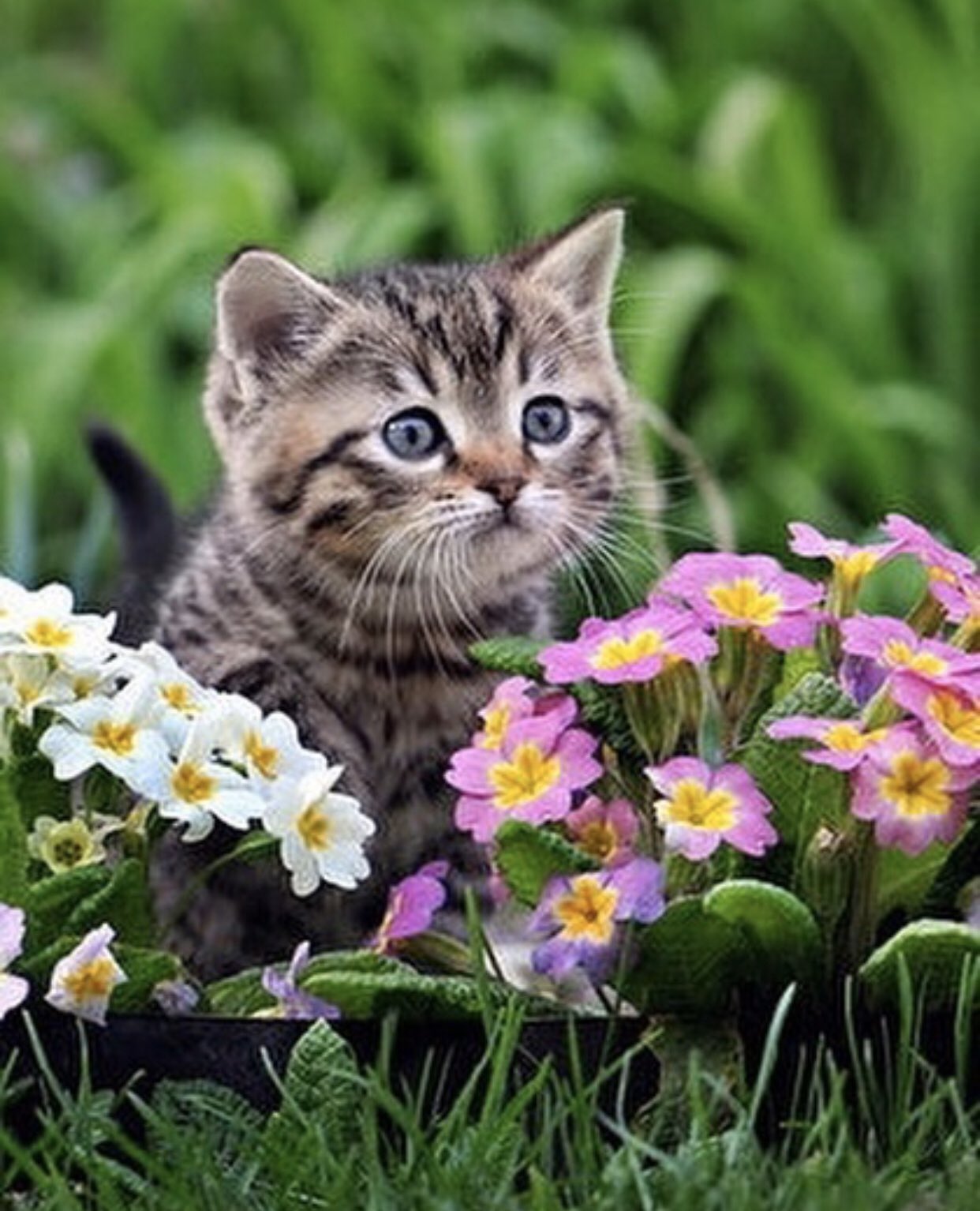Котята