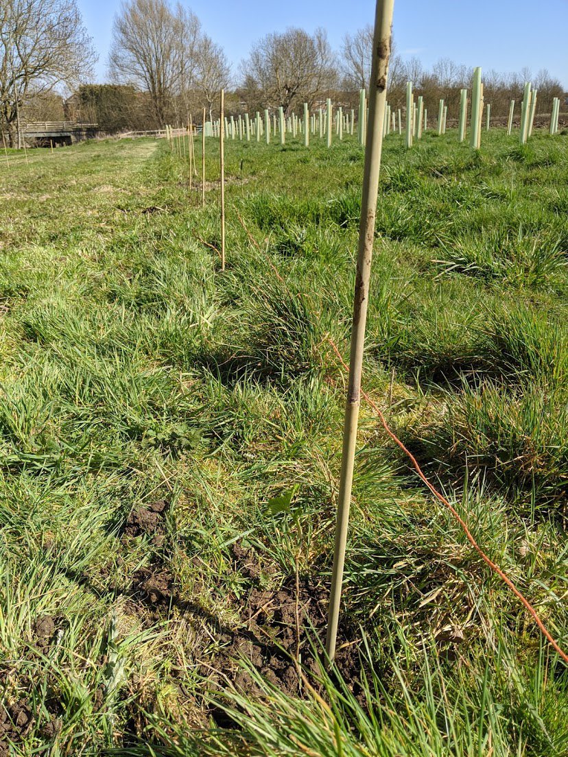 eco_swa's tweet photo. 200 more trees added to our forest. Many thanks to Andrew Foster who had to plant them all himself after lockdown rules meant our students couldnβt help. Go see them for yourself at Polehanger Farm just under the underpass as you walk to the woods. #SWAFightingBack https://t.co/yjCOsZcOCJ