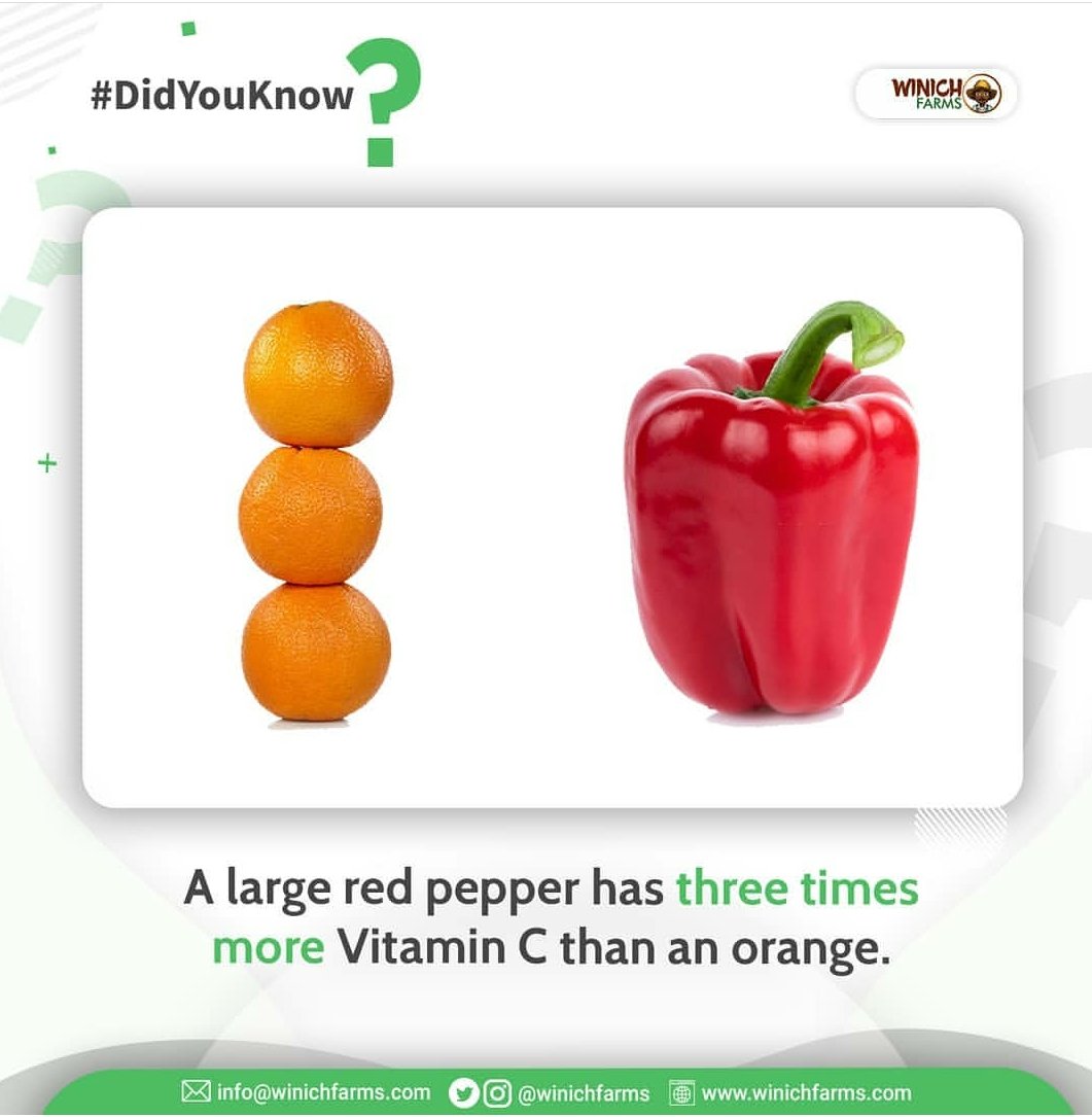 WinichFarms's tweet photo. The bell pepper tops the list of #foods with the highest levels of Vitamin C. ⁣
⁣
It has 3x more #VitaminC than an orange; providing more than 300% of the daily requirement of the nutrient!⁣
⁣
It'll be great to include it in your meals this period to #pepperup your immunity. https://t.co/WxDOVzBA1i