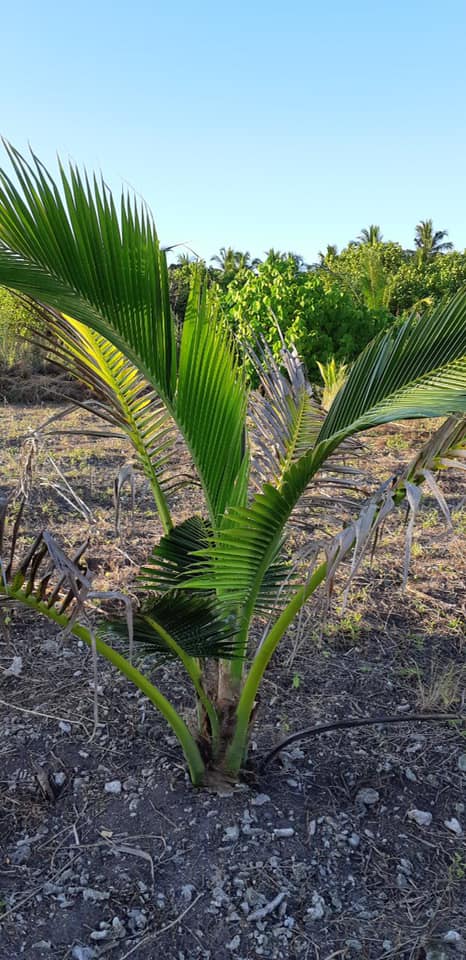 AwdiAddu's tweet image. Making environment greener and planting coconut palm trees is grant given to AWDI by gef sgp and now the trees are 2 years and 8 months! Due to the difficulties we kept facing because of the dinasour beetles we wrote to the agricultural ministry and ...