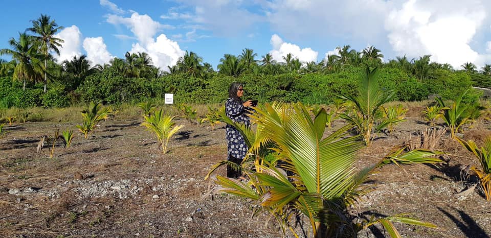 AwdiAddu's tweet image. Making environment greener and planting coconut palm trees is grant given to AWDI by gef sgp and now the trees are 2 years and 8 months! Due to the difficulties we kept facing because of the dinasour beetles we wrote to the agricultural ministry and ...