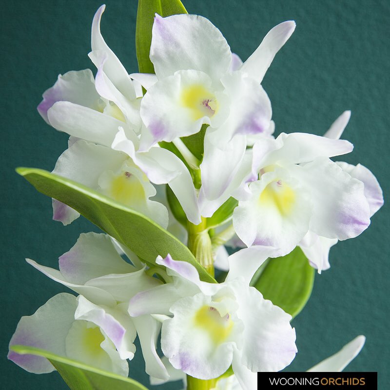 WooningOrchids's tweet photo. Even more flowers in your home during this period? The Dendrobium Nobilé, or bamboo orchid, can have more than 20 flower bunches! 😍

#wooningorchids #dendrobiumnobile #nursery #buyplantsnottoiletpaper #buyflowersnottoiletpaper #flowers #blooming #orchid #orchids https://t.co/zZDipgYLvo
